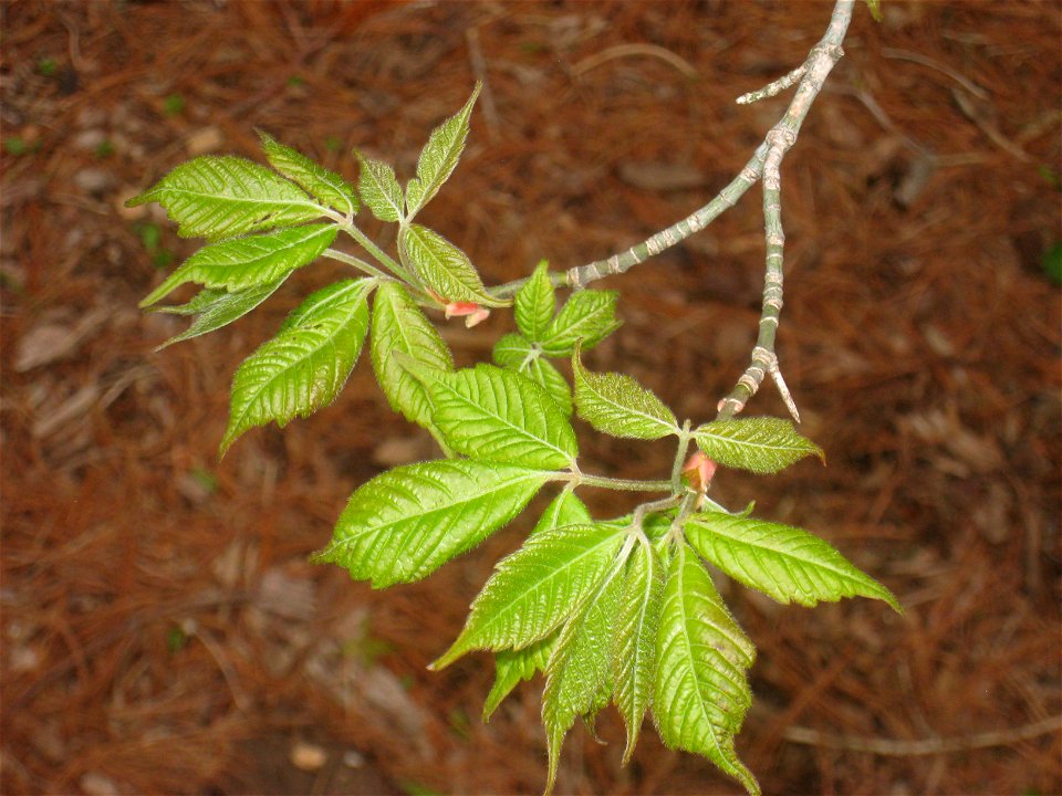 Acer henryi, Arnold Arboretum, Jamaica Plain, Boston, Massachusetts, USA.