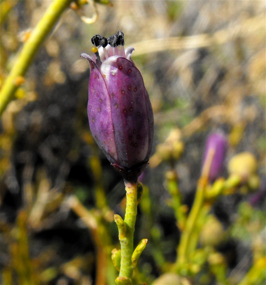 Thamnosma montana in Anza Borrego Desert State Park, California, USA.