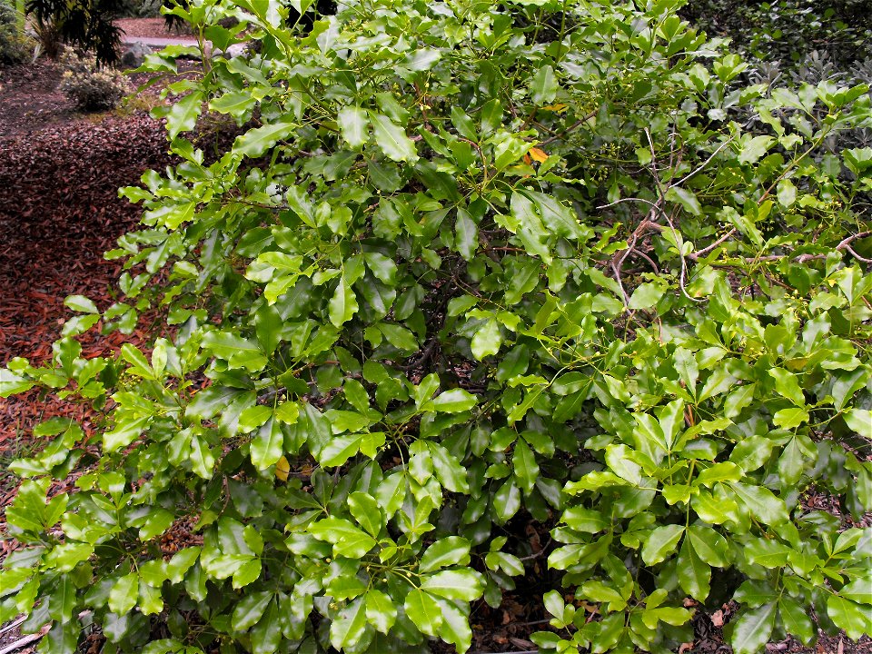 Melicope ternata at Quail Botanical Gardens in Encinitas, California, USA. Identified by sign.