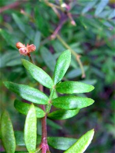 Boronia imlayensis, foliage - at Mount Imlay, Australia