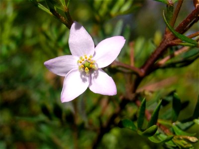 Boronia imlayensis, 5 petaled flower. Photo identified by Marco Duretto. Mount Imlay, Australia