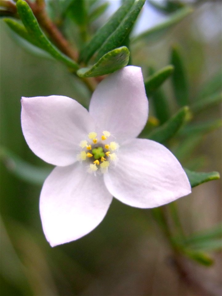 Boronia imlayensis at Mount Imlay, Australia
