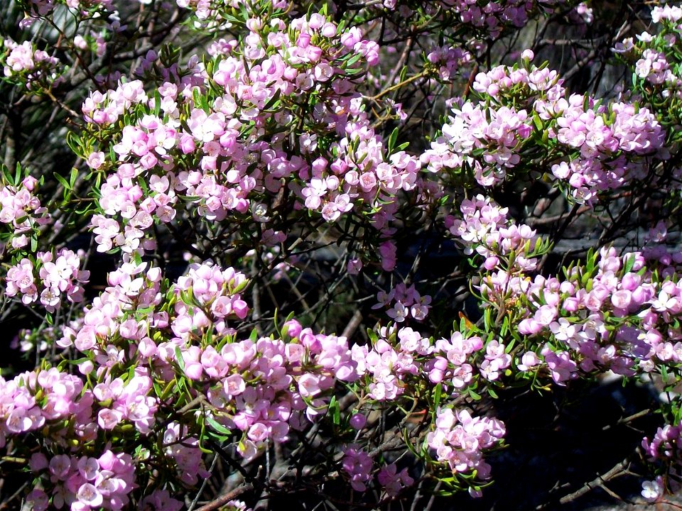Boronia imlayensis at the summit of Mount Imlay, Australia