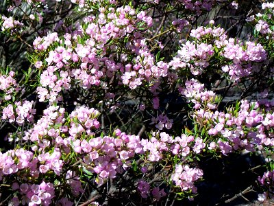 Boronia imlayensis at the summit of Mount Imlay, Australia