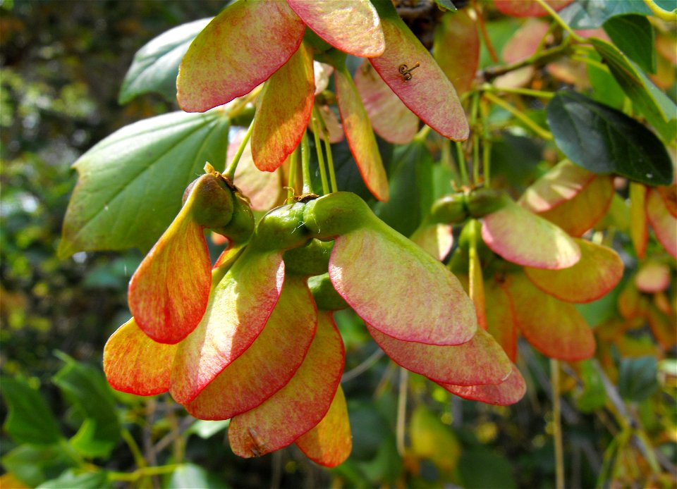 Samaras (fruits) of Acer paxii at the San Diego Botanic Garden in Encinitas, California, USA. Identified by sign.