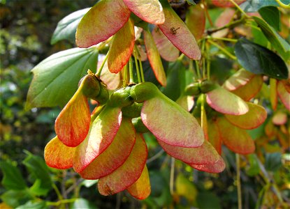 Samaras (fruits) of Acer paxii at the San Diego Botanic Garden in Encinitas, California, USA. Identified by sign. photo