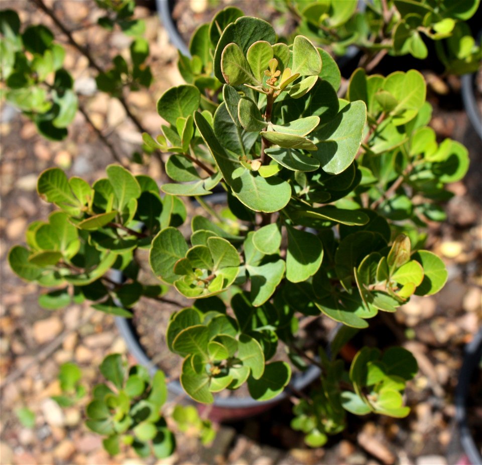 Rhus glauca. A juvenile plant in cultivation.
