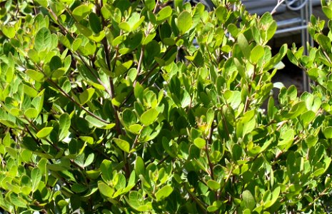 Foliage of Rhus glauca plant. Cape Town.