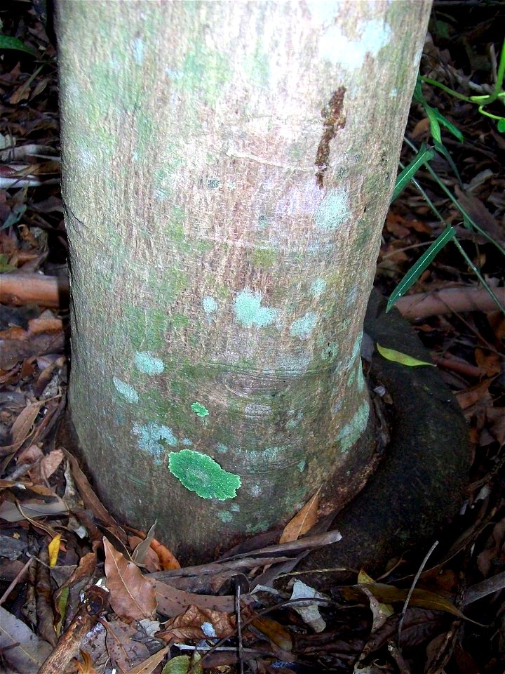 Acronychia suberosa, Coffs Harbour gardens