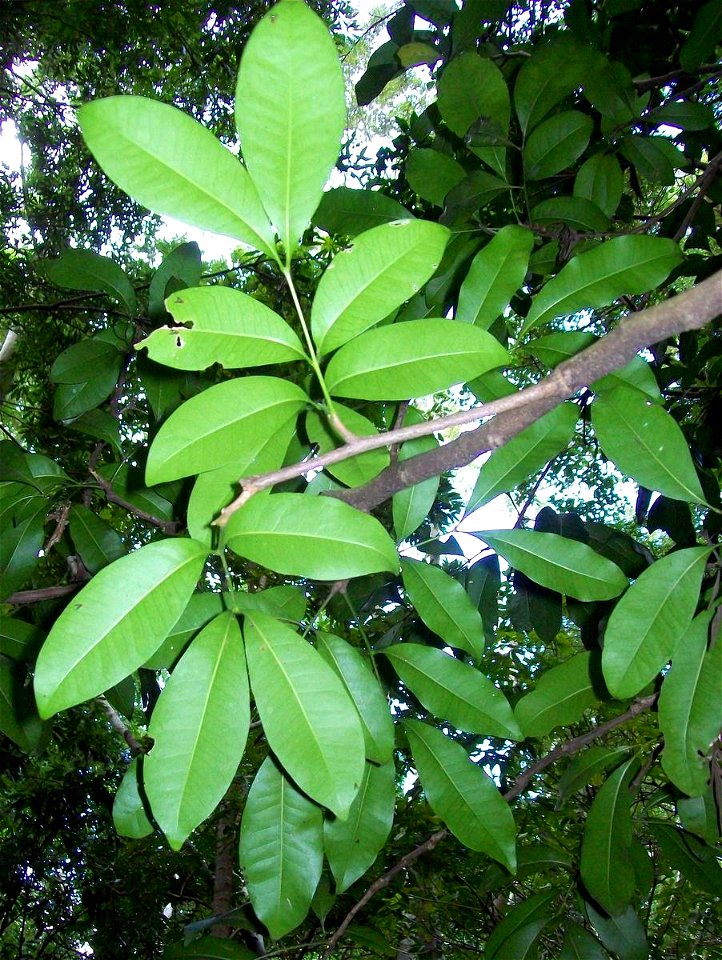 Anthocarapa nitidula at Coffs Harbour Botanic Gardens, Australia