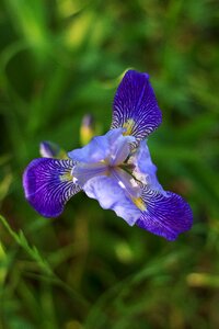 Nature spring bloom close up photo