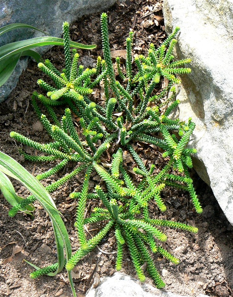 The Gonaqua buchu. Agathosma gonaquensis. Critically endangered plant from Port Elizabeth. South Africa.