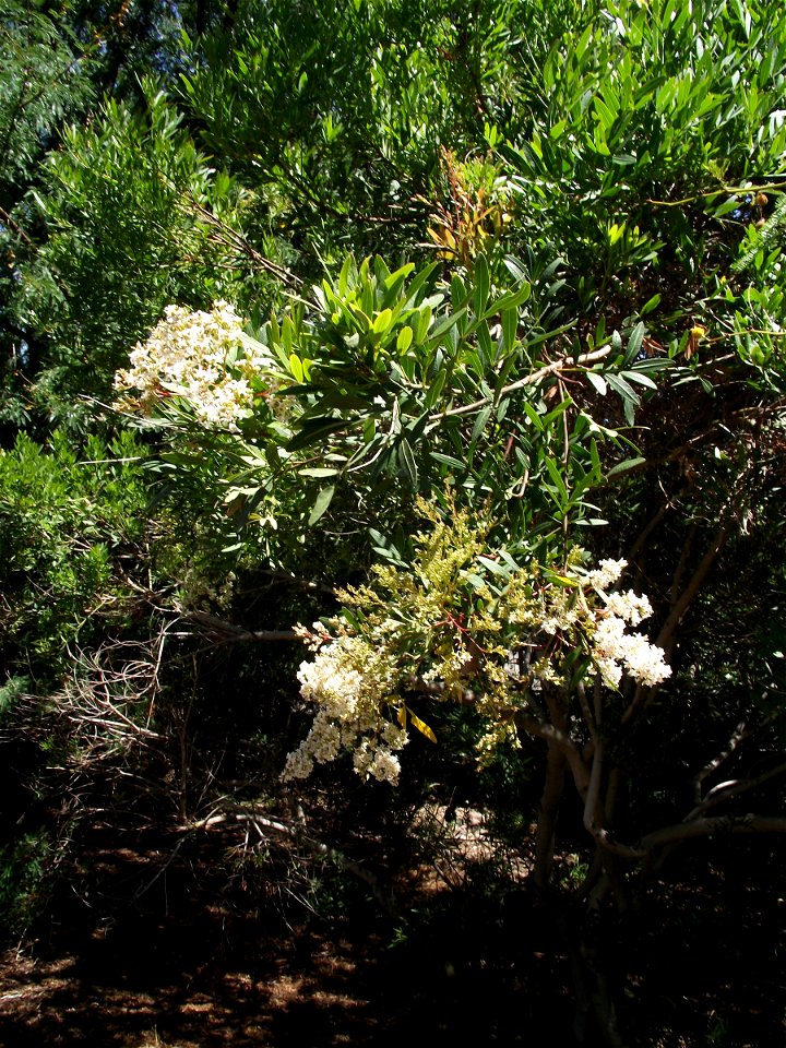Loxostylis alata at the San Diego Botanic Garden, Encinitas, California, USA. Identified by sign.