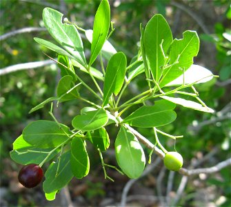 Hypelate trifoliata, John Pennekamp Coral Reef State Park, Key Largo, Florida.