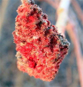  ; Flowers, trees, and other plant stuff
Species of Rhus at Pikes Peak State park