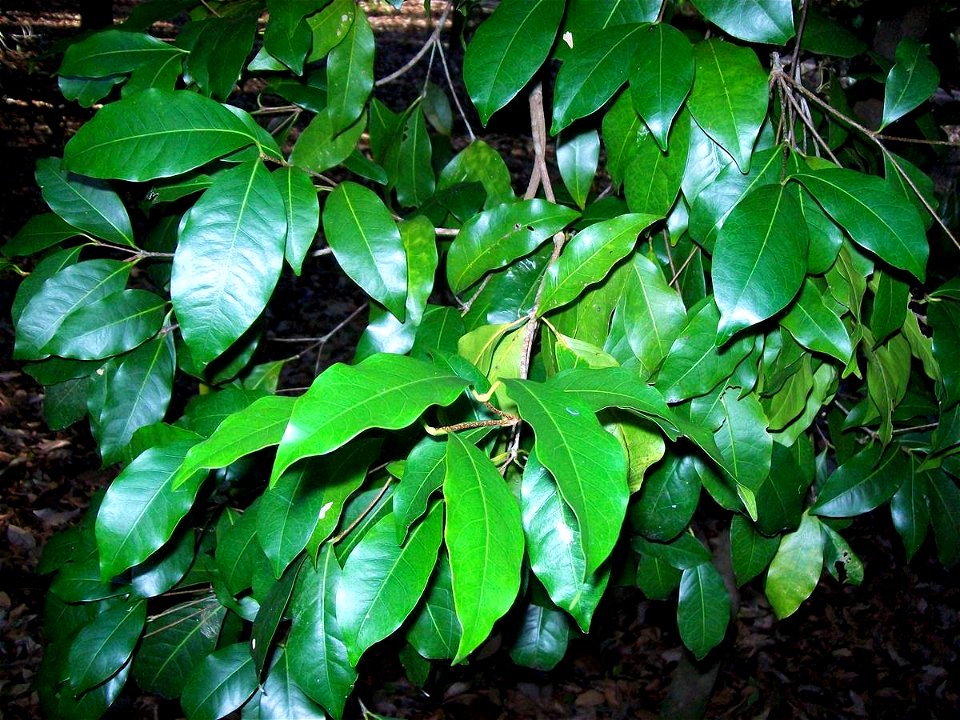 Bosistoa transversa, Coffs Harbour Botanic Gardens, Australia