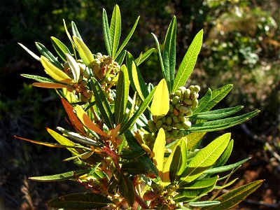 Rhus angustifolia also known as Searsia angustifolia. Photo of small tree taken in Cape Town.