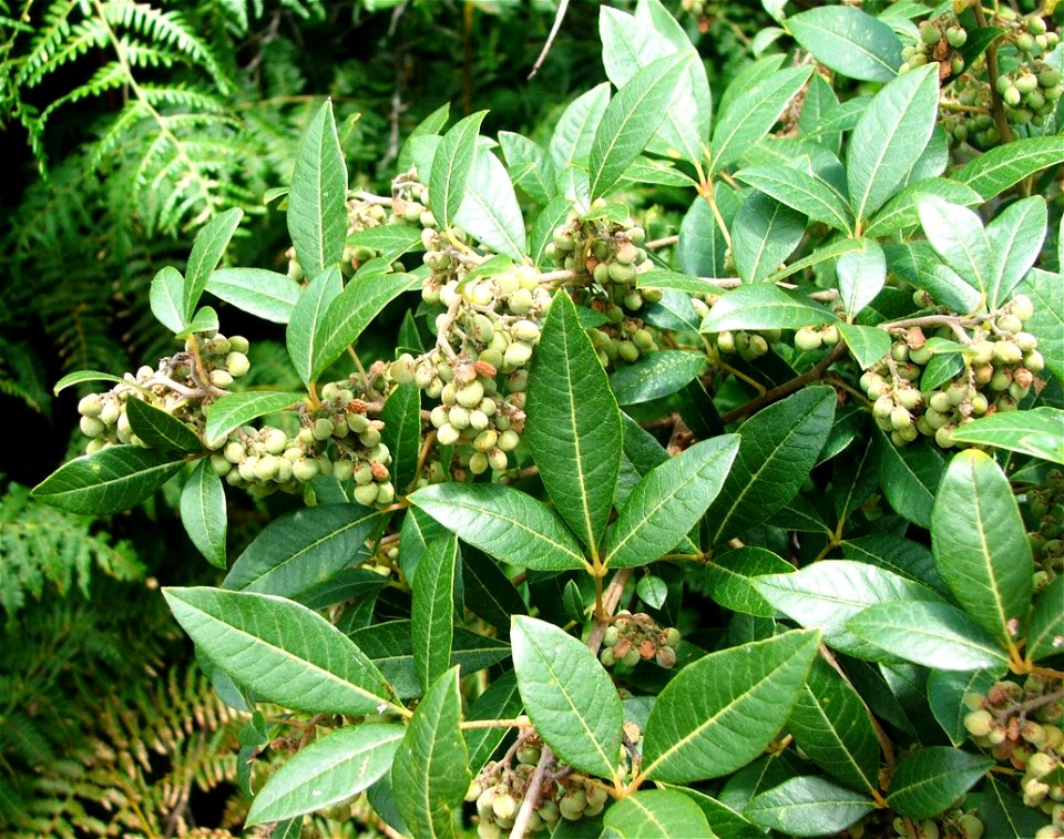 Searsia tomentosa or Rhus tomentosa. The Real Wild Currant tree. Photo taken in South Africa.