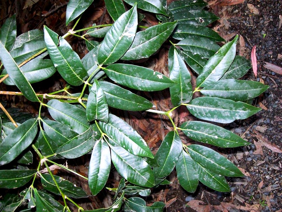 Bosistoa floydii, Coffs Harbour Botanic Gardens, Australia