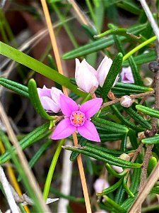 Pink Boronia (Boronia rosmarinifolia)