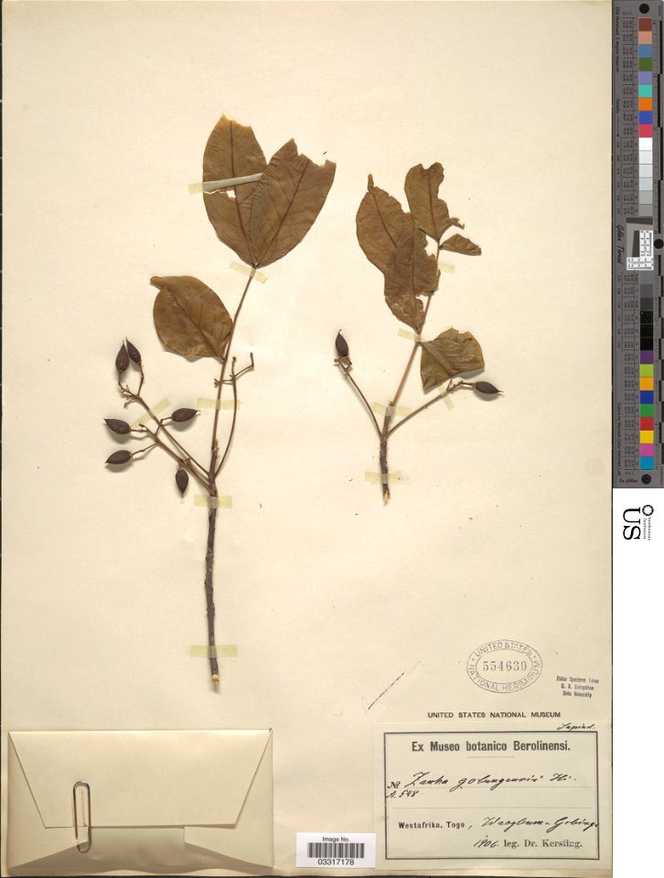 *Zanha golungensis Hiern
Object Details
Biogeographical Region
22 - West Tropical Africa
Collector
-- Kersting
Record Last Modified
12 Jul 2019
Specimen Count
1
Collection Date
1906
Barcode
03317178
U