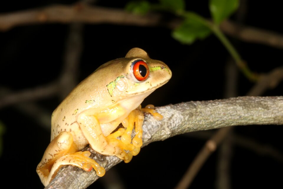 Hyperolid hyperolidae reed frog