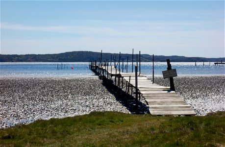A wooden jetty over the mudflats at Gullmarsvik, Lysekil, Sweden. The mudflat is covered with lugworm (Arenicola marina) casts. photo