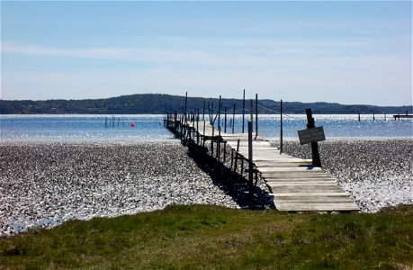 A wooden jetty over the mudflats at Gullmarsvik, Lysekil, Sweden. The mudflat is covered with lugworm (Arenicola marina) casts.