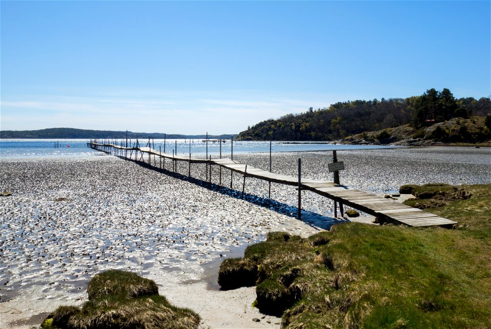 A wooden jetty over the mudflats at Gullmarsvik, Lysekil, Sweden. The mudflat is covered with lugworm (Arenicola marina) casts.