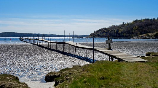 A wooden jetty over the mudflats at Gullmarsvik, Lysekil, Sweden. The mudflat is covered with lugworm (Arenicola marina) casts.