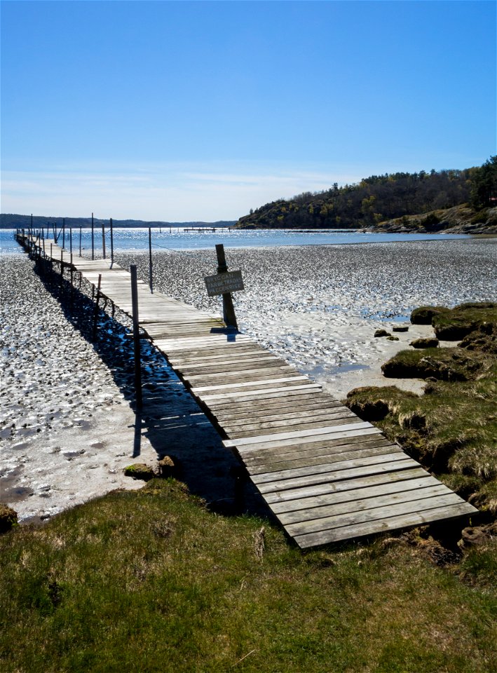 A wooden jetty over the mudflats at Gullmarsvik, Lysekil, Sweden. The mudflat is covered with lugworm (Arenicola marina) casts.