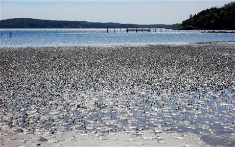 Lugworm (Arenicola marina) casts on the mudflats in Gullmarsvik, Lysekil, Sweden. photo