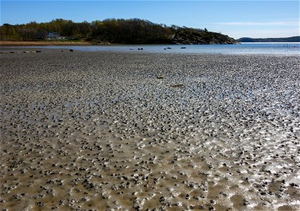 Lugworm (Arenicola marina) casts on the mudflats in Gullmarsvik, Lysekil, Sweden.