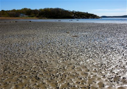 Lugworm (Arenicola marina) casts on the mudflats in Gullmarsvik, Lysekil, Sweden. photo