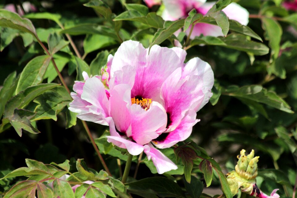 Paeonia rockii rock's peony tree peony