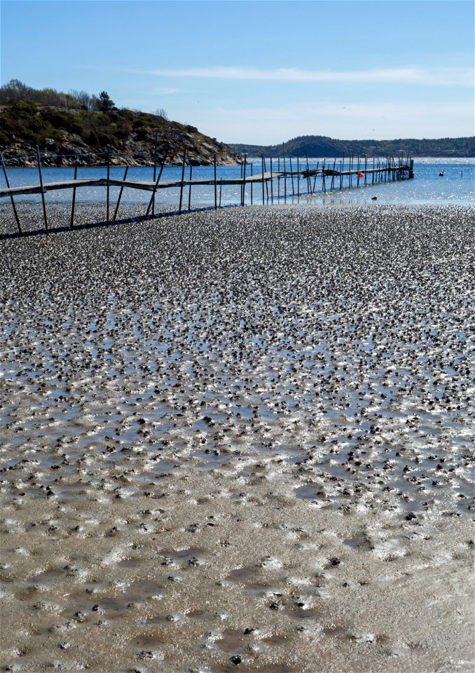Lugworm (Arenicola marina) casts on the mudflats in Gullmarsvik, Lysekil, Sweden.