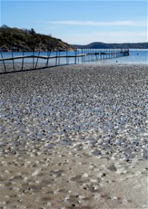 Lugworm (Arenicola marina) casts on the mudflats in Gullmarsvik, Lysekil, Sweden.