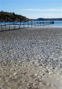 Lugworm (Arenicola marina) casts on the mudflats in Gullmarsvik, Lysekil, Sweden. photo