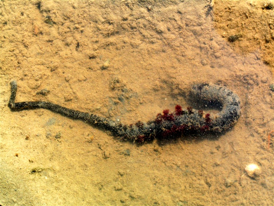 An old Lugworm in the Nationalpark Schleswig-Holsteinisches Wattenmeer, Germany, July 2006