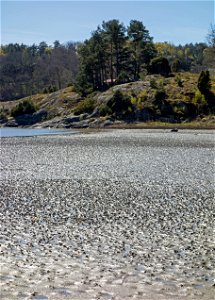 Lugworm (Arenicola marina) casts on the mudflats in Gullmarsvik, Lysekil, Sweden. photo