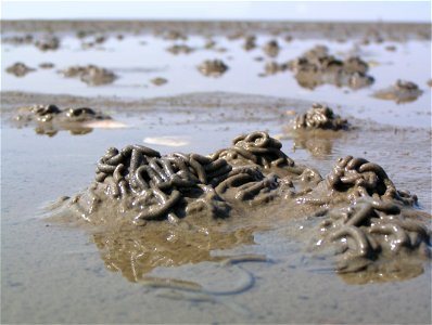 A Lugworm cast in the Nationalpark Schleswig-Holsteinisches Wattenmeer, Germany, July 2006