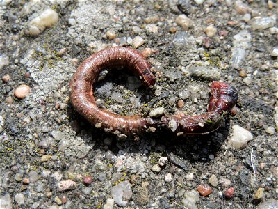 Gemeiner Regenwurm (Lumbricus terrestris) in Hockenheim, hat wohl eine Durststrecke nicht überlebt...