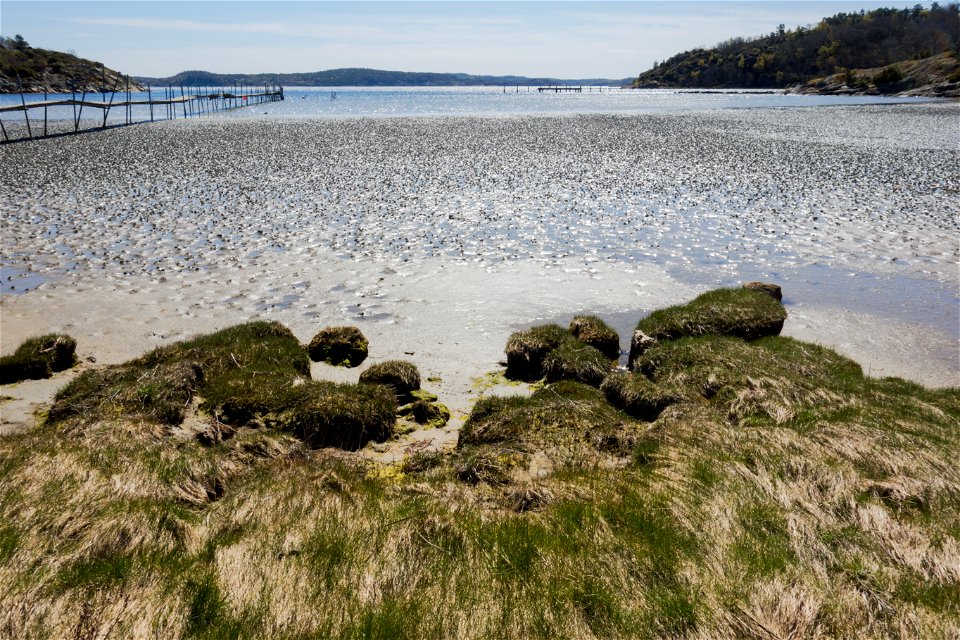 Wetland grass at the edge of the mudflats at Gullmarsvik, Lysekil, Sweden. The mudflat is covered with lugworm (Arenicola marina) casts.