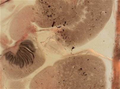 Lumbricus terrestris