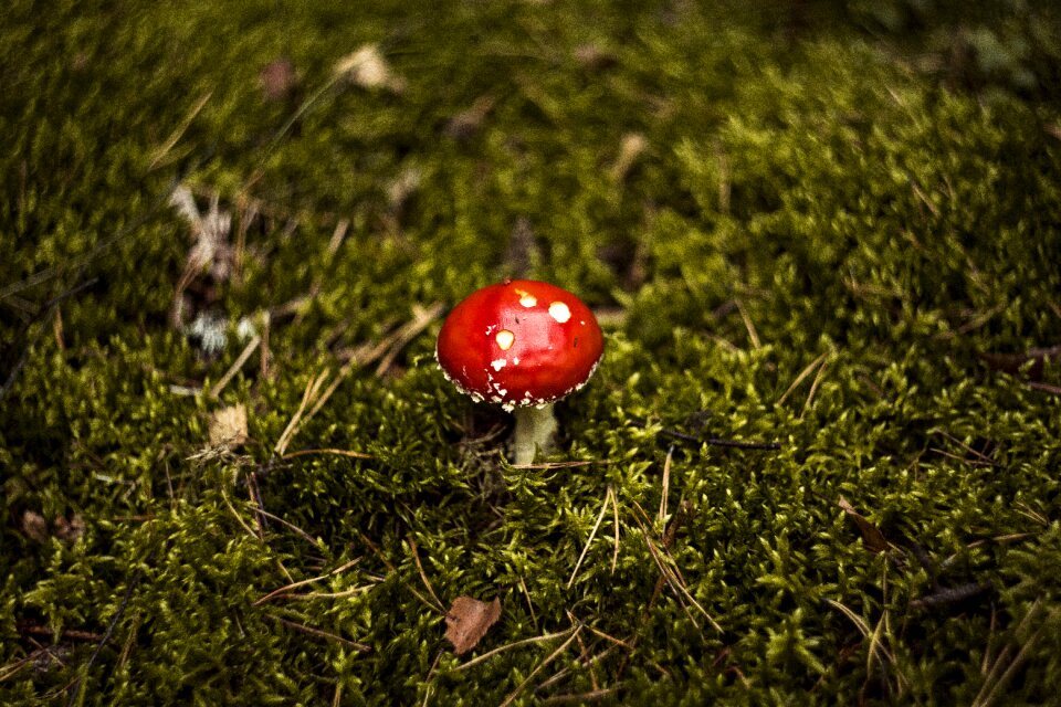Autumn mushrooms red