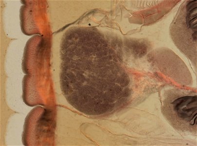 Lumbricus terrestris