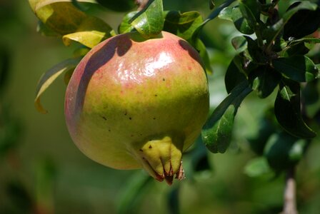 Pomegranate fruit Free photos