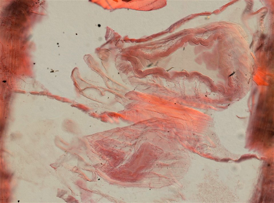 Lumbricus terrestris