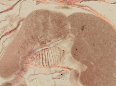 Lumbricus terrestris