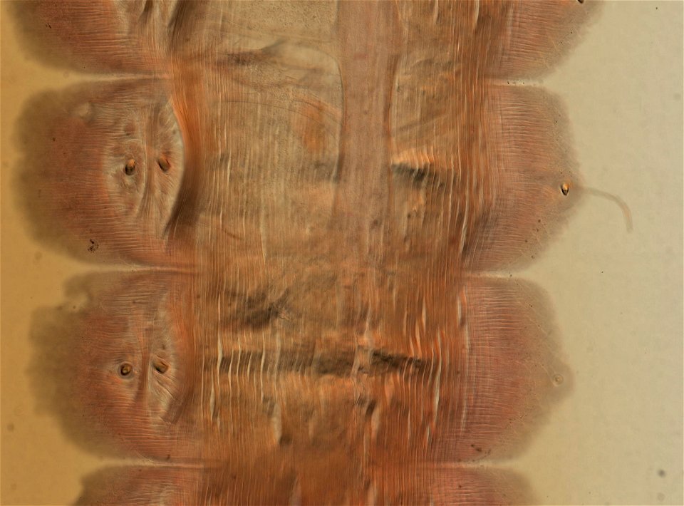 Lumbricus terrestris